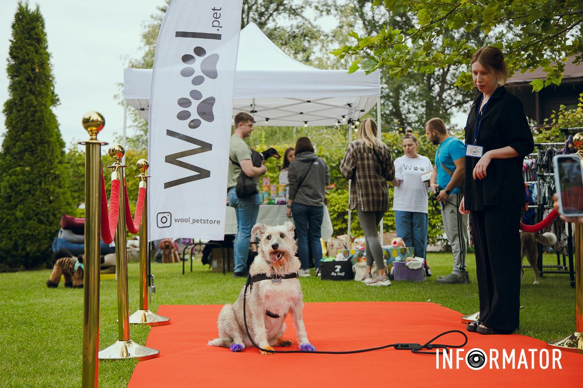Фотозоны, вкусности и много развлечений для четырехлапых: в Днепре проходит фестиваль для собак.