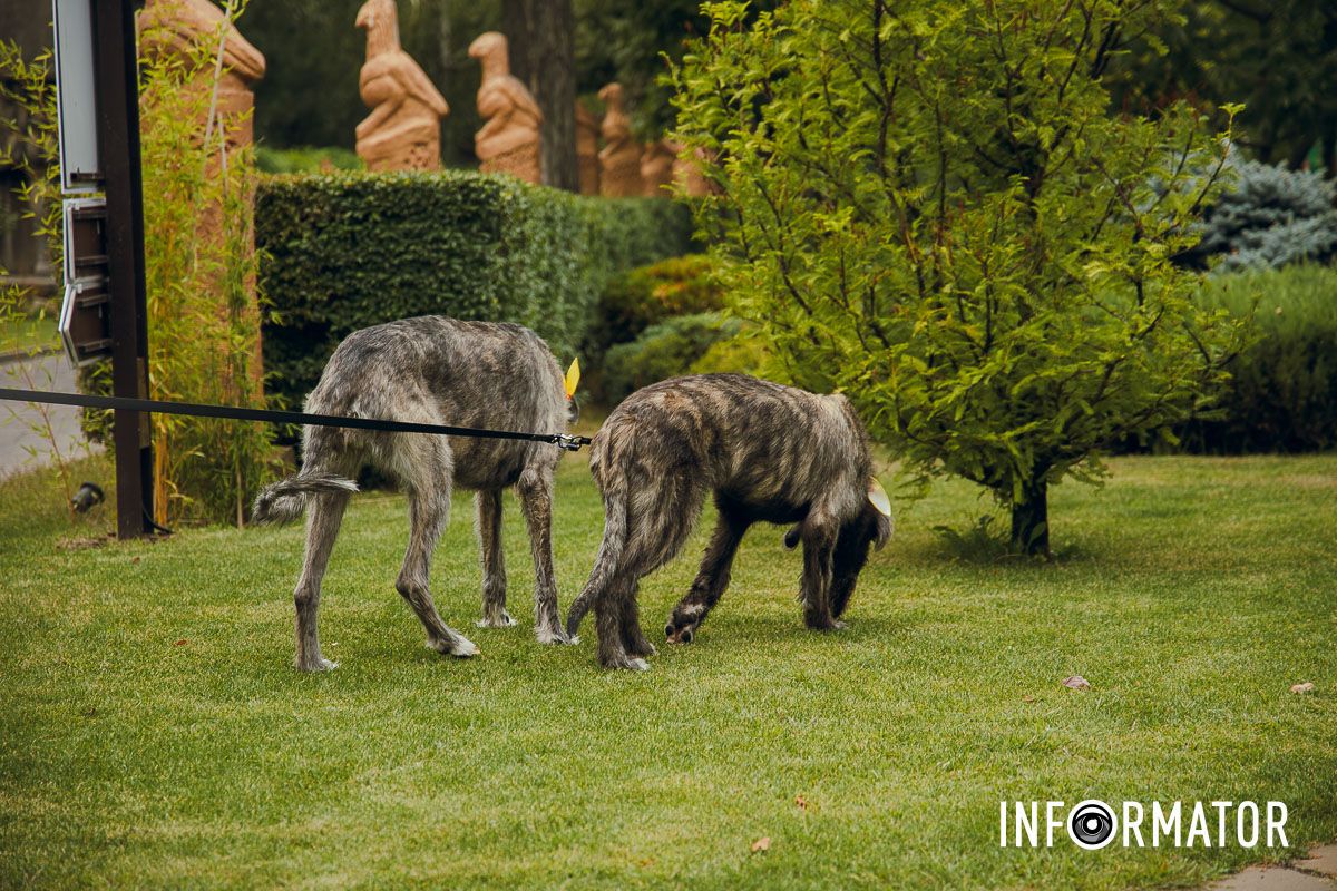 Фотозоны, вкусности и много развлечений для четырехлапых: в Днепре проходит фестиваль для собак 2