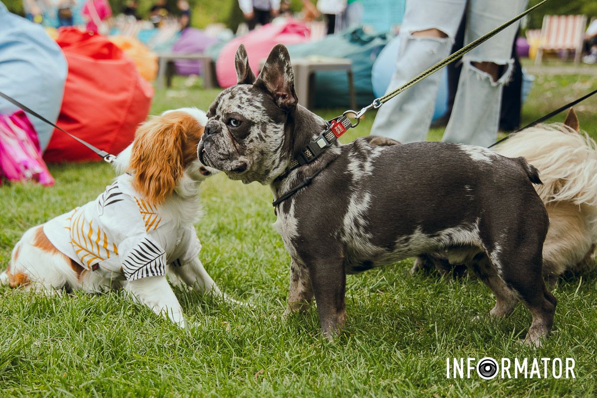 Фотозоны, вкусности и много развлечений для четырехлапых: в Днепре проходит фестиваль для собак 7