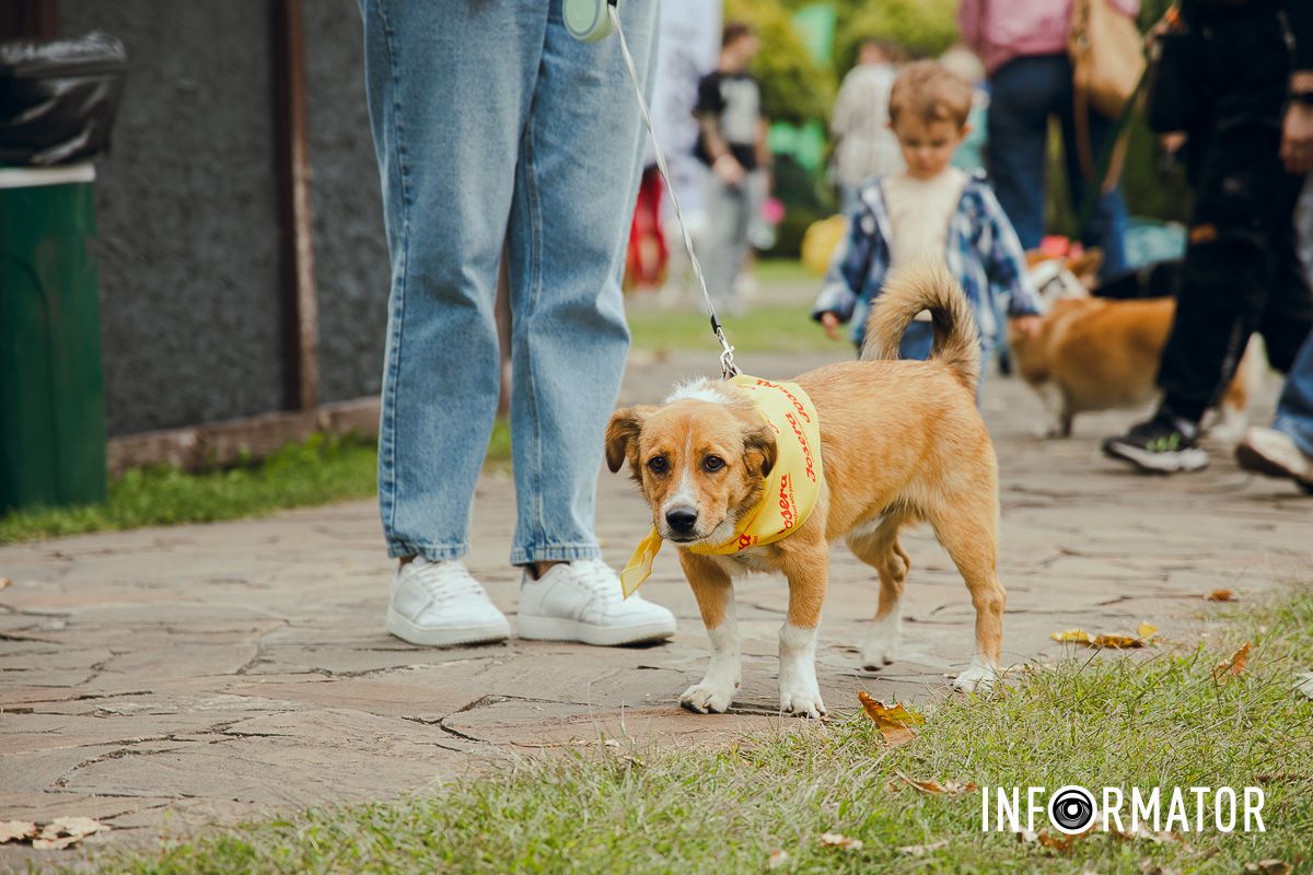Фотозоны, вкусности и много развлечений для четырехлапых: в Днепре проходит фестиваль для собак 14
