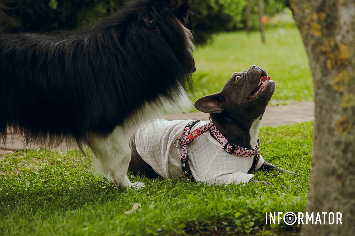 Фотозоны, вкусности и много развлечений для четырехлапых: в Днепре проходит фестиваль для собак 16