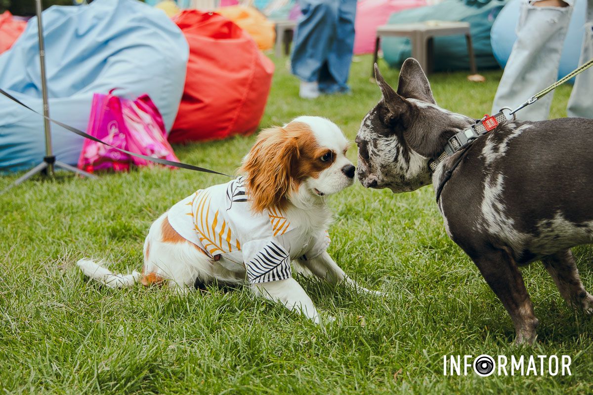 Фотозоны, вкусности и много развлечений для четырехлапых: в Днепре проходит фестиваль для собак 17
