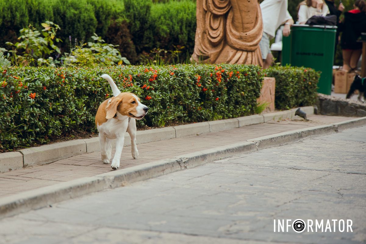 Фотозоны, вкусности и много развлечений для четырехлапых: в Днепре проходит фестиваль для собак 25