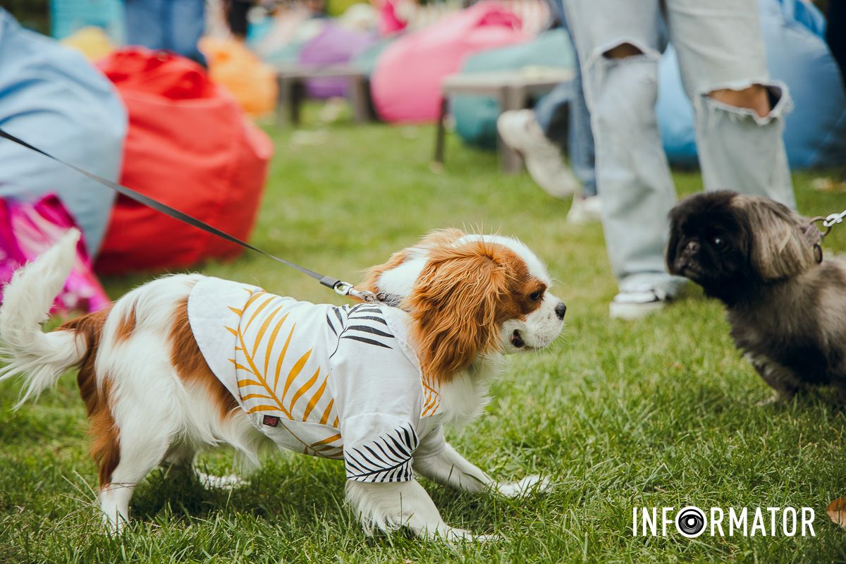 Фотозоны, вкусности и много развлечений для четырехлапых: в Днепре проходит фестиваль для собак 29