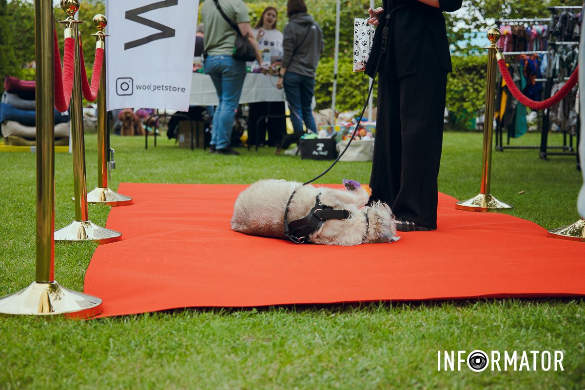 Фотозоны, вкусности и много развлечений для четырехлапых: в Днепре проходит фестиваль для собак 34