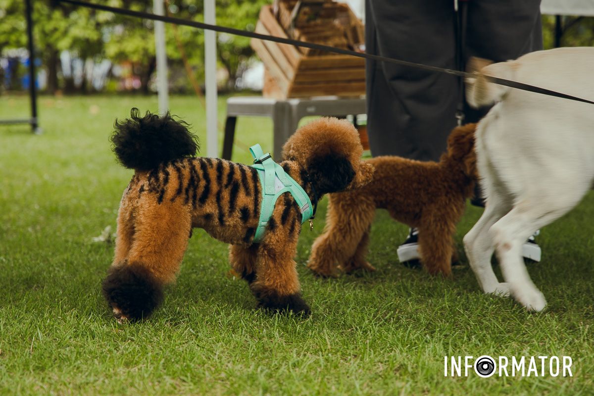 Фотозоны, вкусности и много развлечений для четырехлапых: в Днепре проходит фестиваль для собак 40