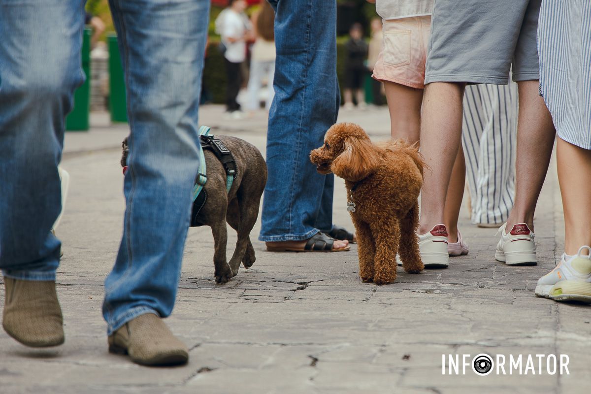 Фотозоны, вкусности и много развлечений для четырехлапых: в Днепре проходит фестиваль для собак 53