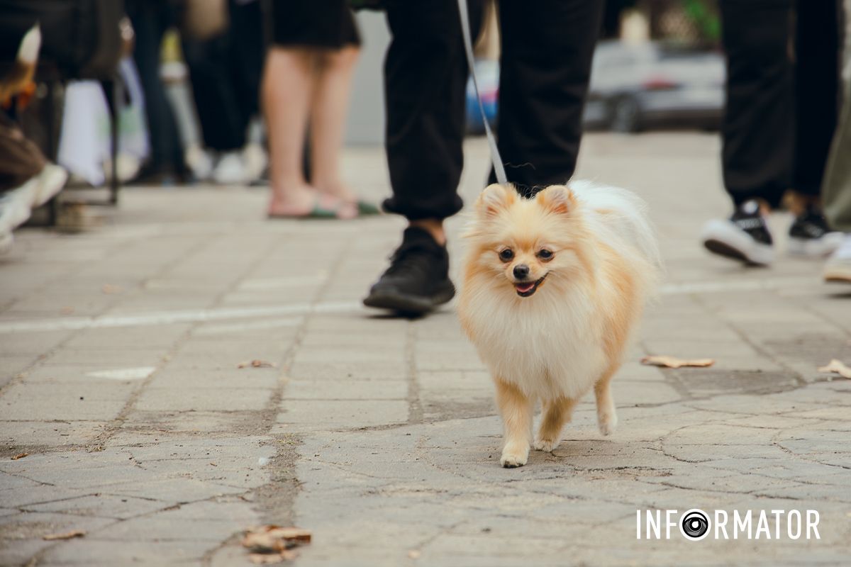 Фотозоны, вкусности и много развлечений для четырехлапых: в Днепре проходит фестиваль для собак 54