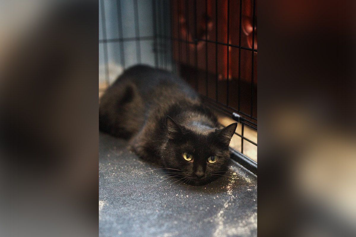 Знайди свого друга: чотирилапі шукають дім у Дніпрі 2