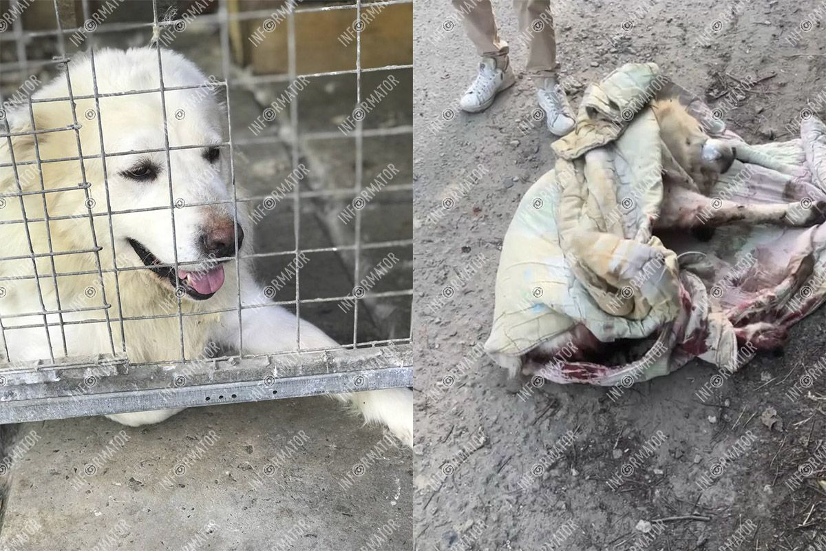 Будинок пошкоджений, кухня зруйнована, собака отримала поранення від уламків "Я живу з ракетою під вікном": мешканка Дніпра б’є на сполох через уламки російського "залізяччя", які 2 тижні лежать у її дворі 2