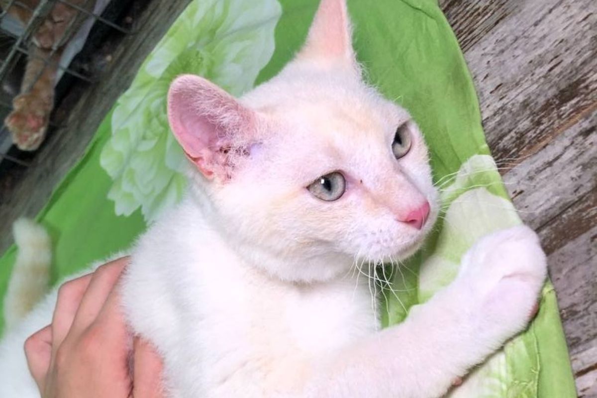 Сахарок Сахарок