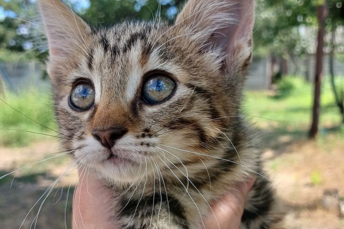 Повернута кішечка Повернута кішечка