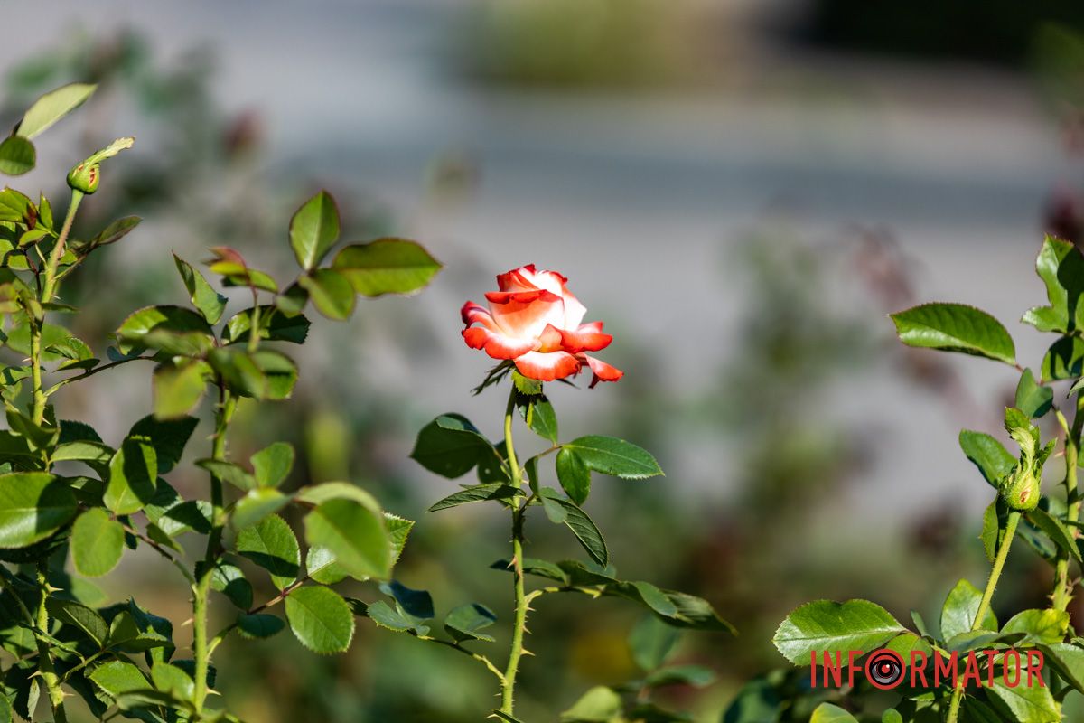 В парке имени Лазаря Глобы снова расцвел крупнейший городской розарий