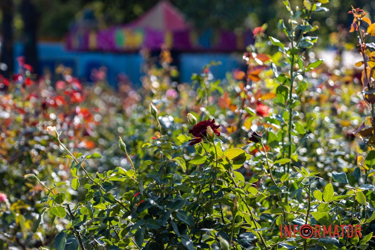 В Днепре природа подготовила сюрприз