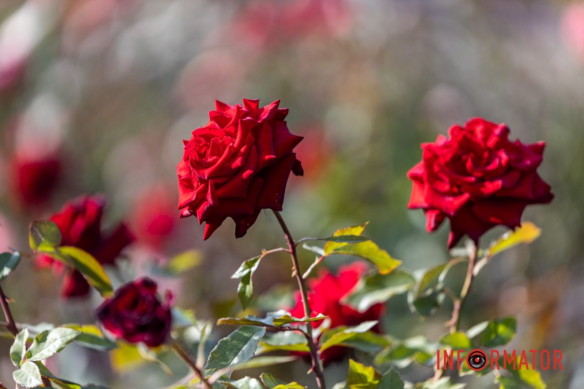 Розы наполнили аллеи красками и ароматом