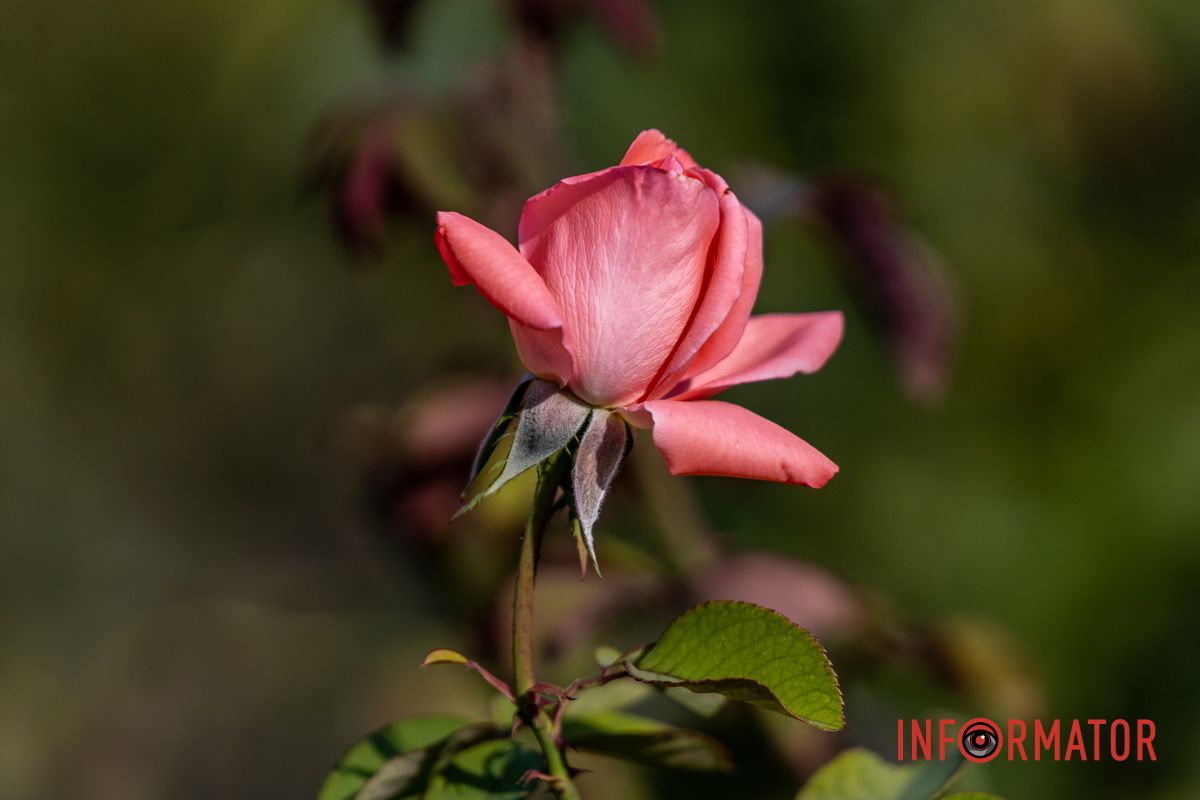 Такое осеннее цветение стало настоящим чудом для горожан.