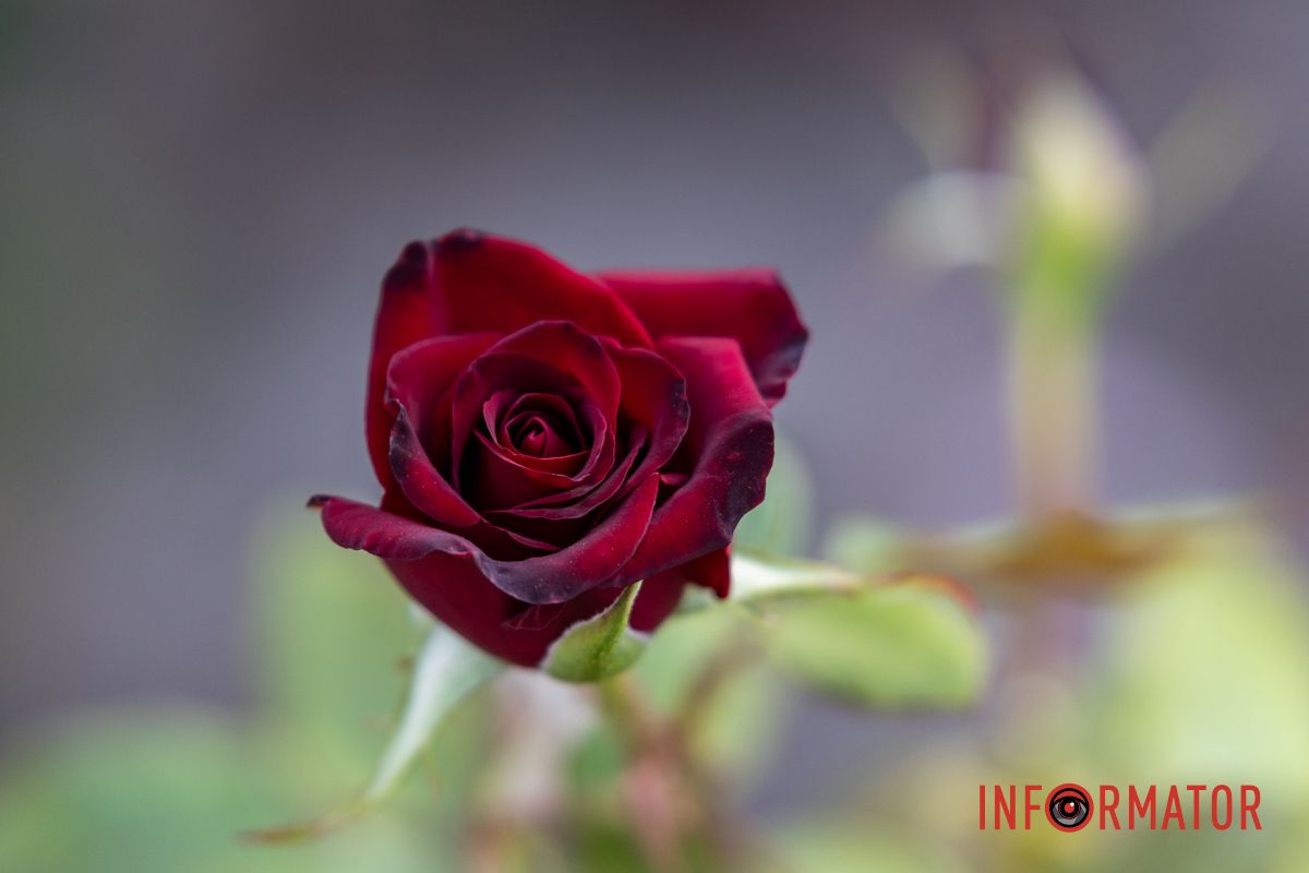 Розарий в центре города взорвали несколько лет назад