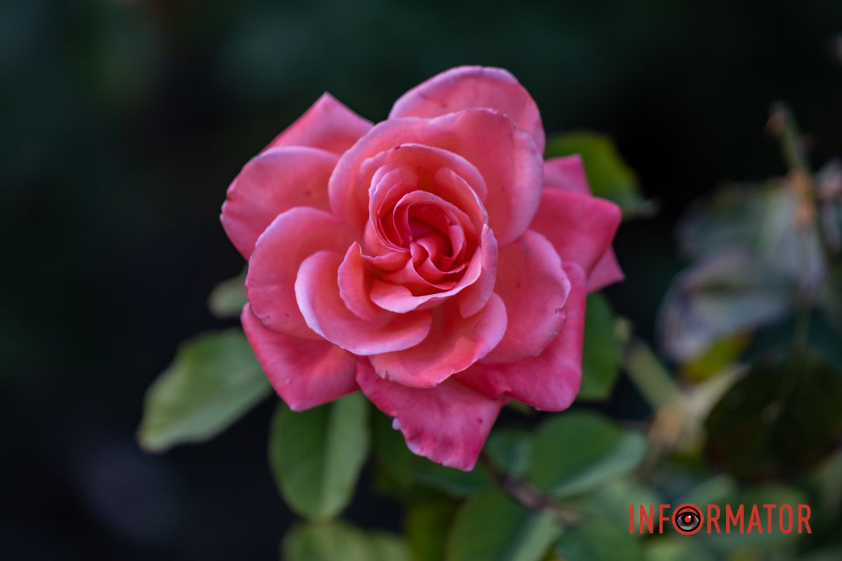 Здесь растет более тысячи кустов роз