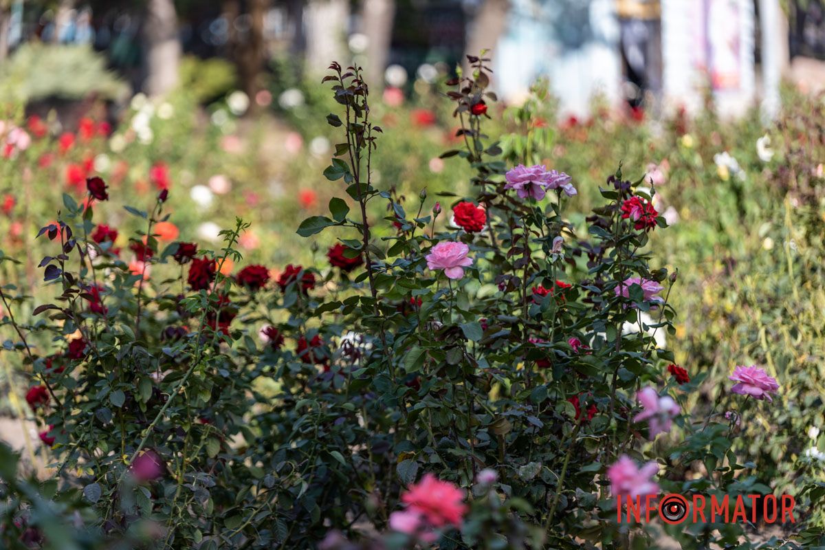 Весной они уже радовали посетителей