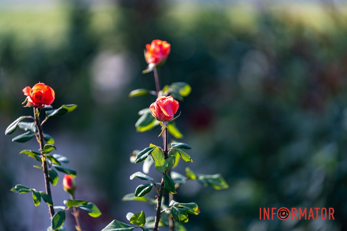 Среди цветов можно увидеть белые, красные, розовые, пурпурные и коралловые оттенки.