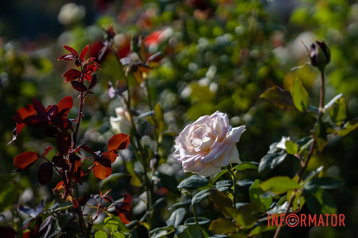 Осенние розы