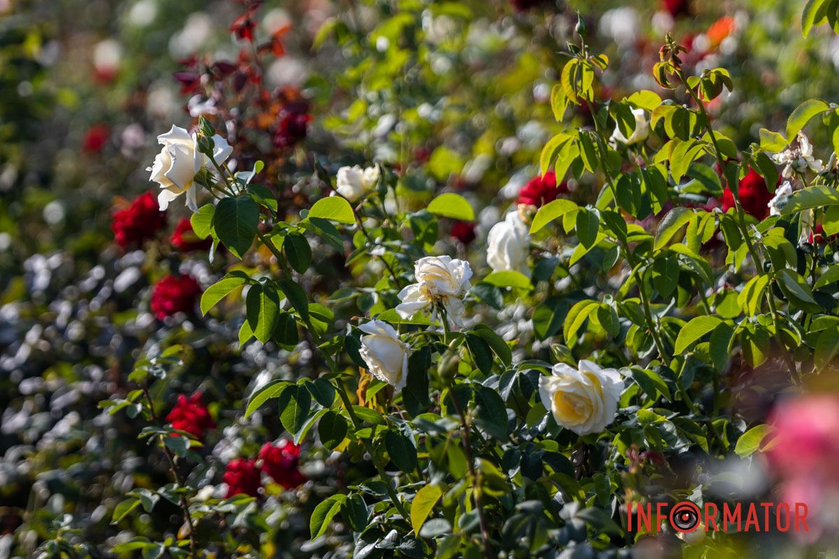 Осень в Днепре