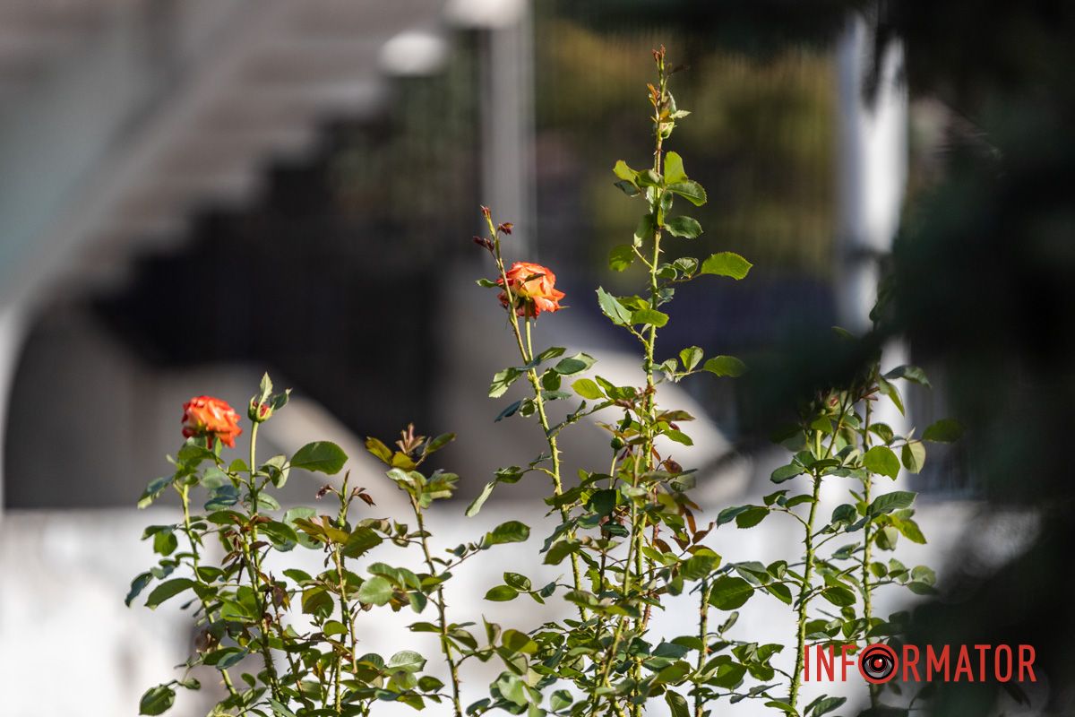 Розы – как улыбка города