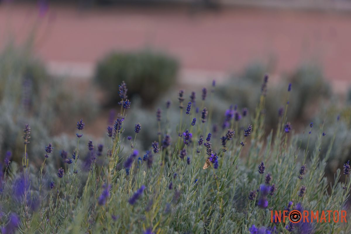 У Дніпрі вдруге за рік зацвіла лаванда на Монастирському острові