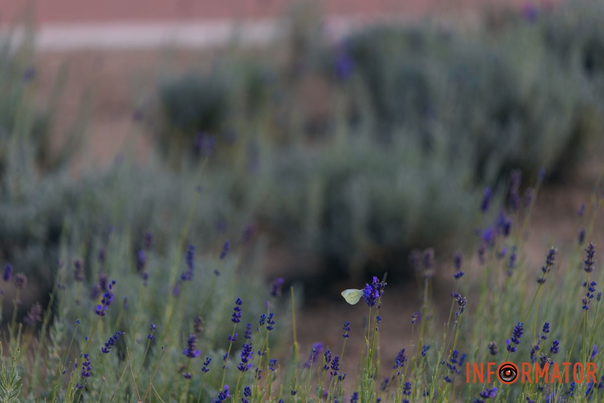 Вона росте поблизу пам’ятника Тарасу Шевченку