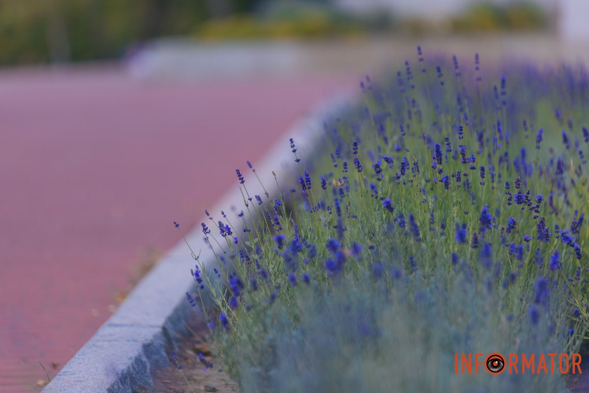 Минулого разу лаванда тут цвіла у травні