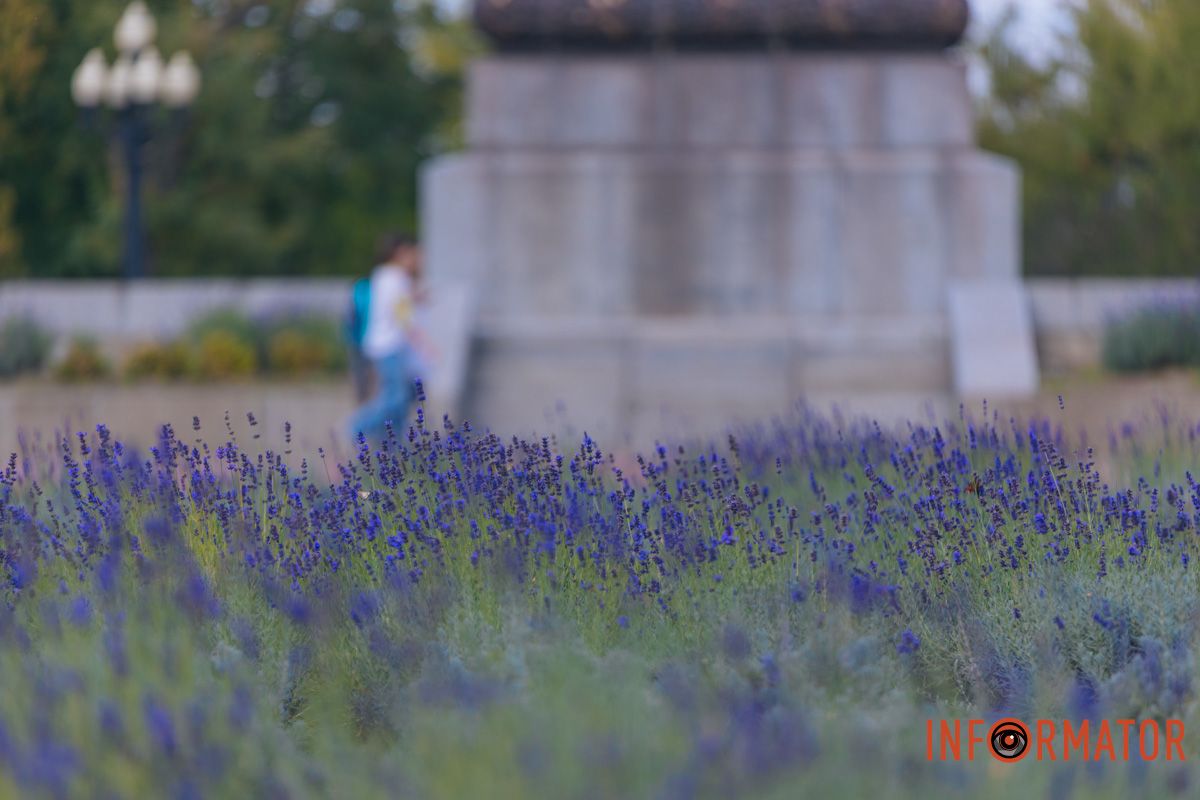 Лаванда – це багаторічна зелена рослина з ніжно-фіолетовим суцвіттям
