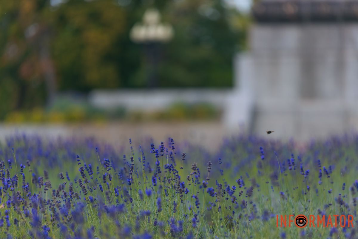 Цвіте лаванда з червня по кінець липня