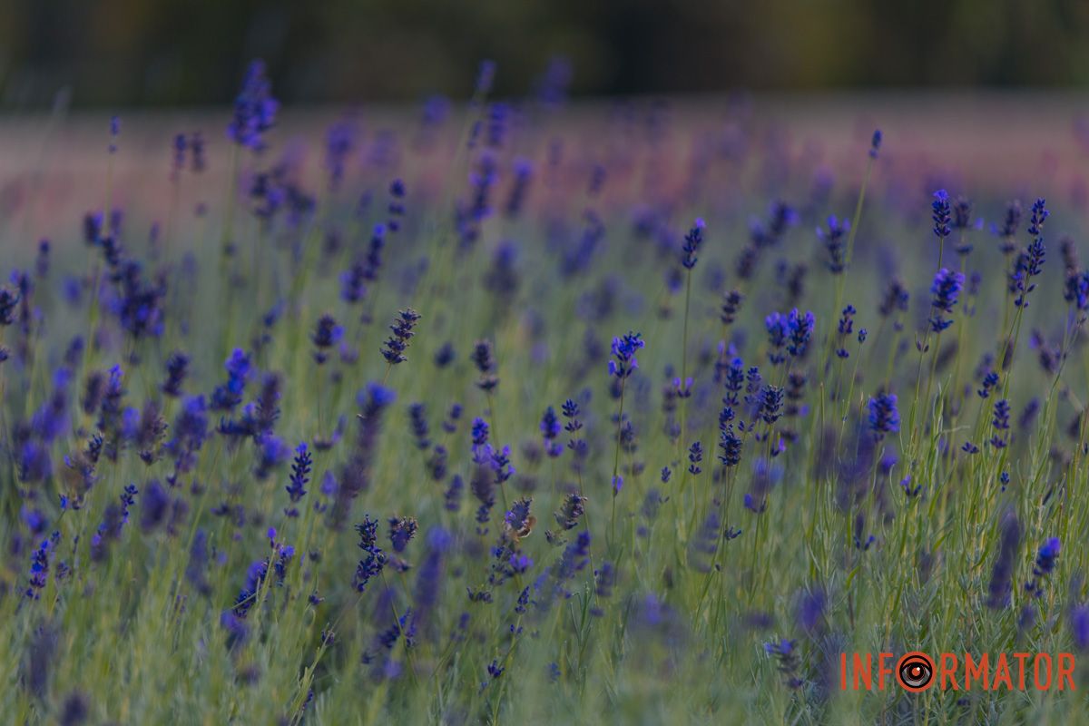 Тут можна зробити яскраві знімки