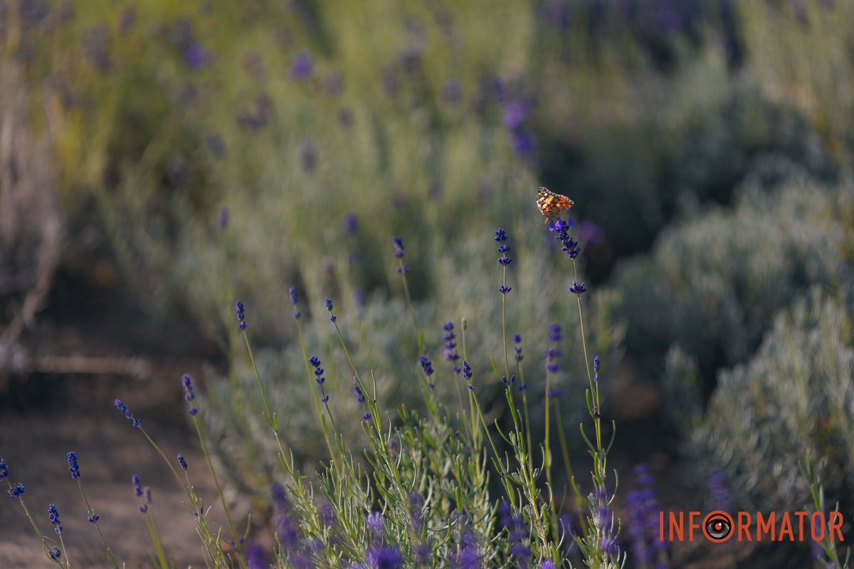 Батьківщина лаванди – Середземномор'я