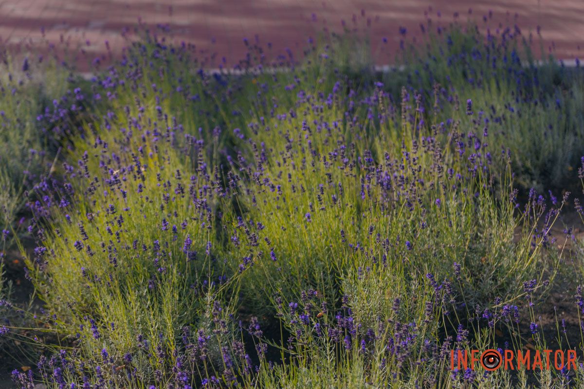 Назва лаванди походить від латинського "lavare", що означає "мити"