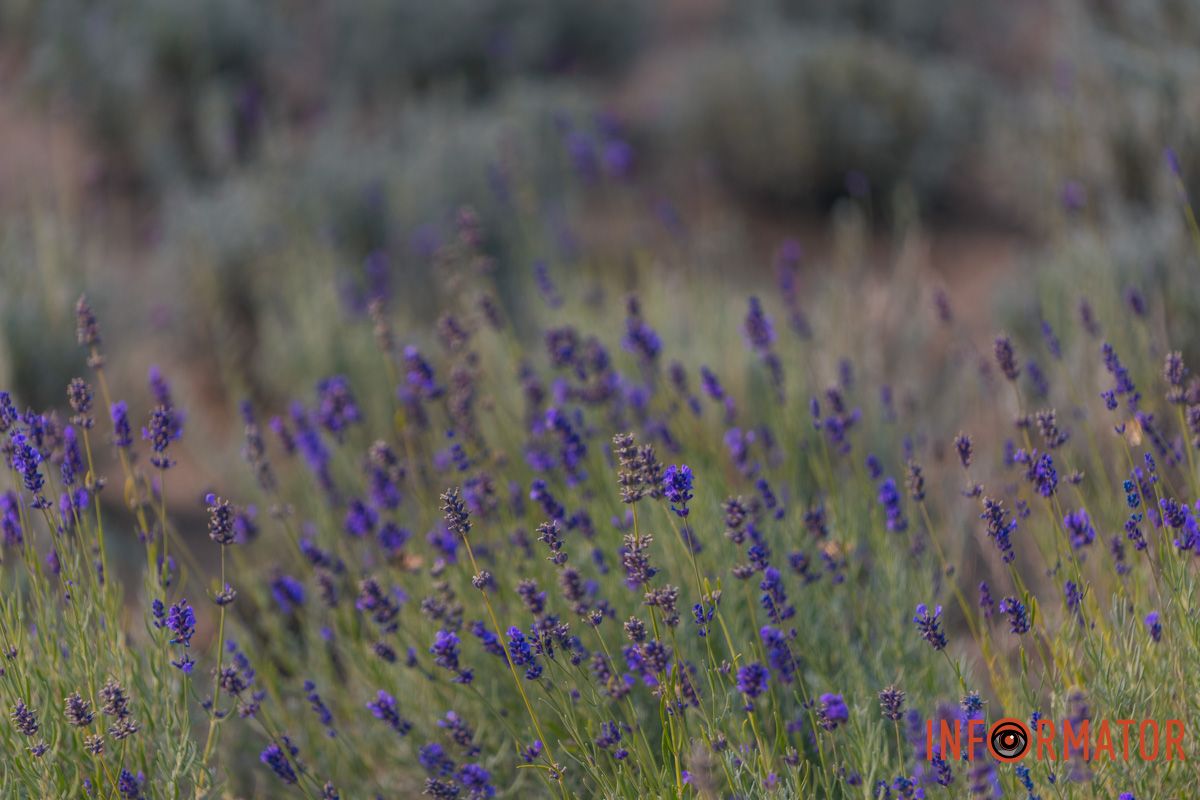 У Франції ростуть два види цієї рослини (лавандін і лаванда)