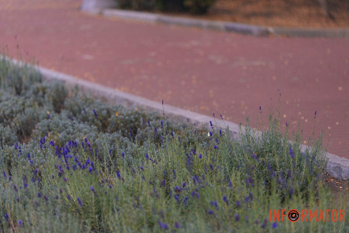 В українському кліматі лаванда зростає добре