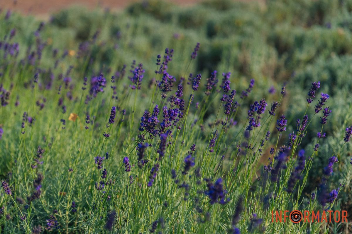 Існують сорти, які вирощуються для отримання меду
