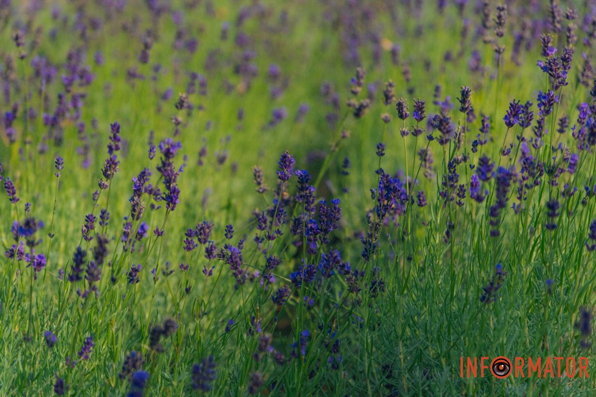 У багатьох країнах лаванду вирощують для отримання лавандового масла