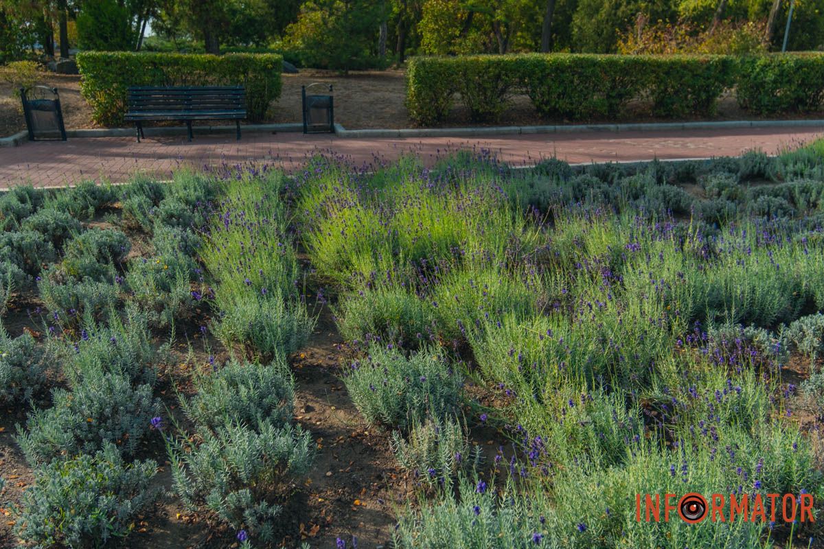  У стародавньому Римі ця рослина була важливою частиною ритуалів купання через дезінфекційні та антисептичні властивості