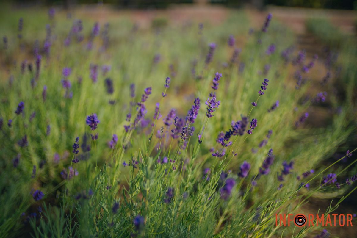  В багатьох кутках країни є лавандові поля