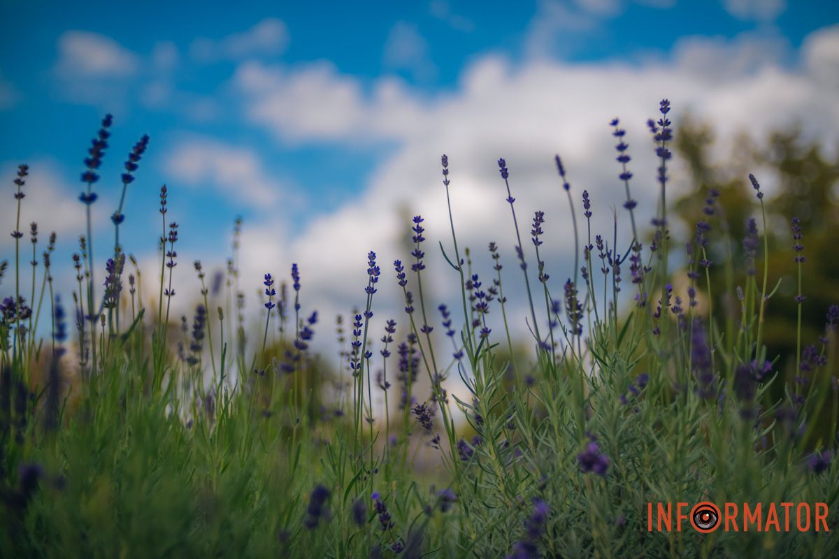  Спеки та морозів ця посухостійка рослина не боїться