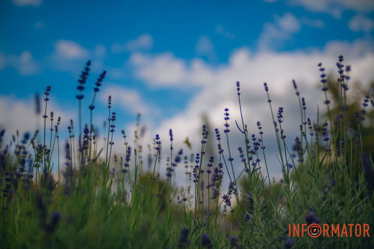 Лаванда – це природний інсектицид