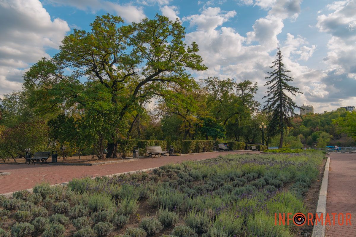 Вже через 3-5 років лавандові саджанці розростаються у суцільну блакитну смугу