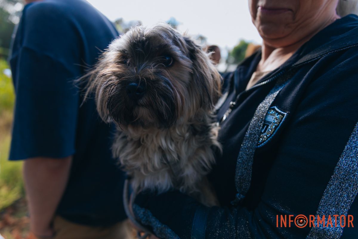Домашним любимцам тоже страшно