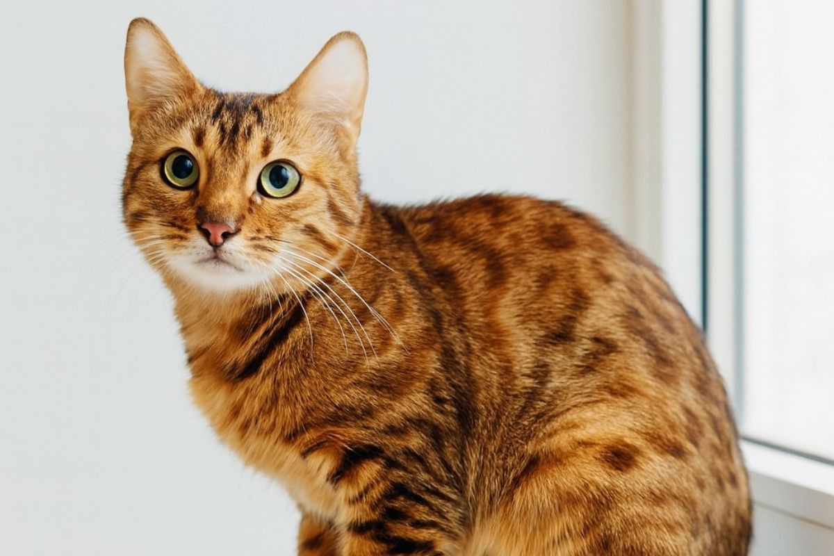 Бенгалочка Бенгалочка