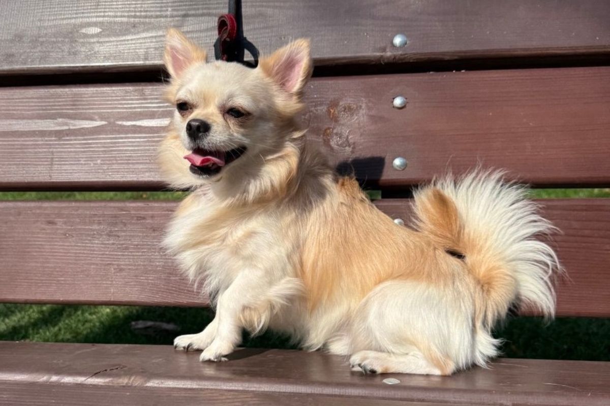 Породистый малыш Породистый малыш