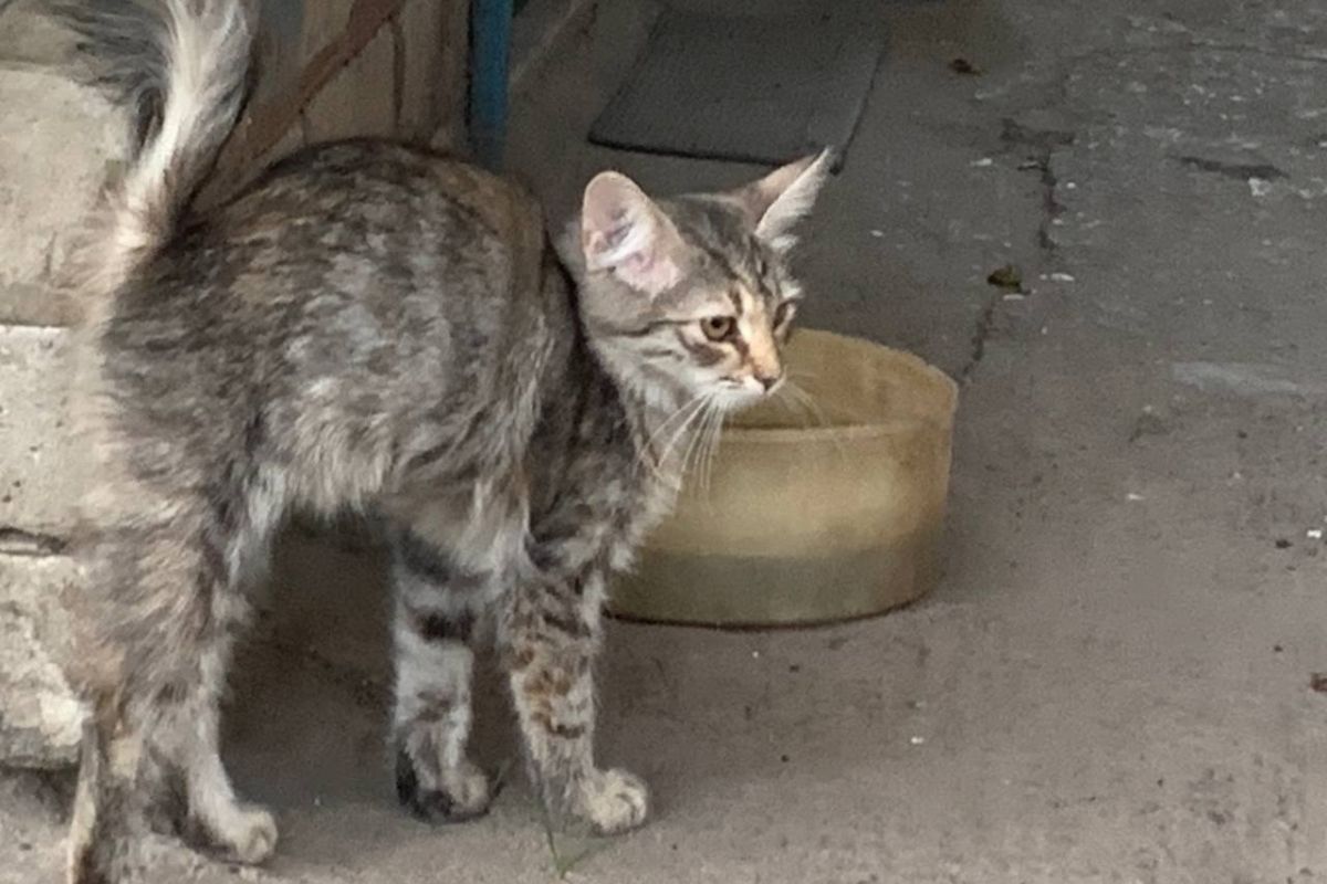 Стеша Стеша