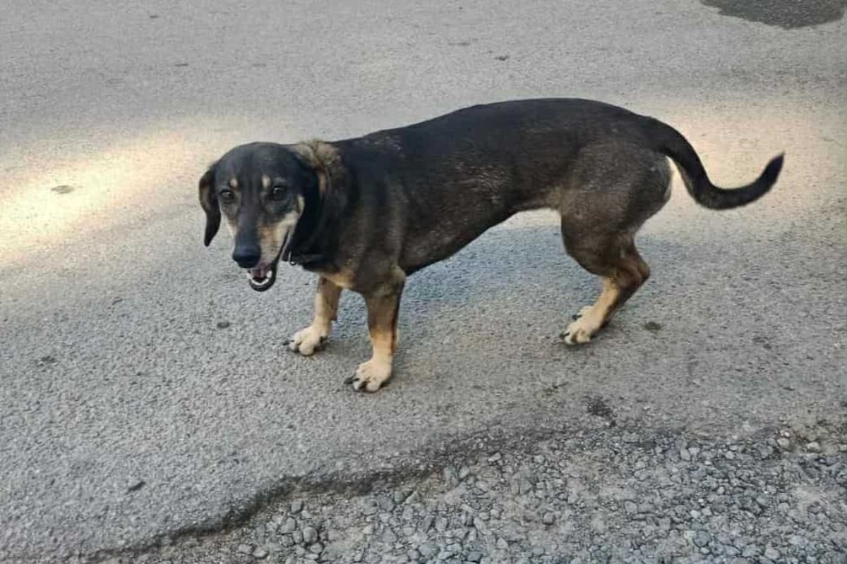 Альма Альма