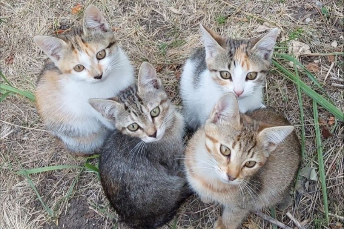 Одинокая семья Одинокая семья